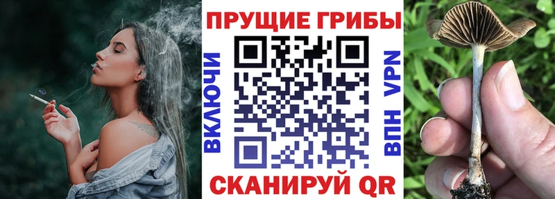 Галлюциногенные грибы Psilocybine cubensis  дарк нет какой сайт  Серпухов 